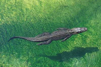 7 Meanings and Symbols of Dreams about Crocodiles