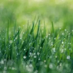 green grass field with water dews