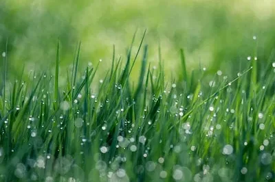 Understanding Grass Dreams: Growth, Protection, and Personal Insights