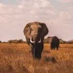 two elephants walking on grass covered ground