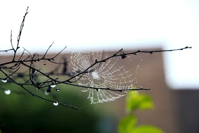 Decoding Spiderweb Dreams: Feeling Trapped, Reevaluation, and Growth