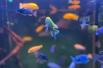 The Significance of Colorful Fish Tanks in a Dream: Emotional Calmness and More