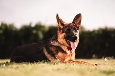 Interpreting Dreams About German Shepherds: What Does It Mean?