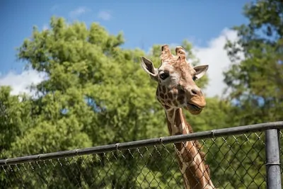 What Do Dreams About Zoo Reveal About Your Instincts and Struggles?