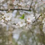 selective focus photo of white cherry blossoms