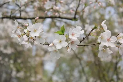 Cherry Blossom Dreams Unveiled: New Beginnings, Growth, and More