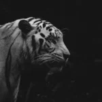 grayscale photo of tiger in dark room
