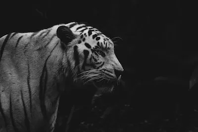 Understanding Dreams of Tiger: Strength, Resilience, and Facing Fears