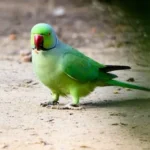 green and red bird on brown soil