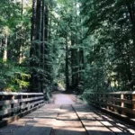 brown wooden bridge beside green leafed trees during daytime
