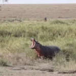 gray hippopotamus