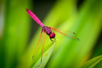 Dragonfly Dreams Decoded: Transformation, Adaptability & Symbolic Colors