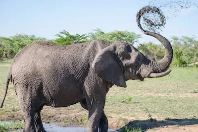 Interpreting Dreams of Elephants in Zoos: Power and Confinement