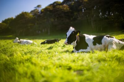 What Does It Mean to Dream about Cows?