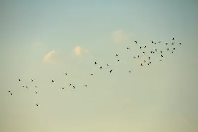 Dream Interpretations of a Flock of Birds: New Beginnings and More