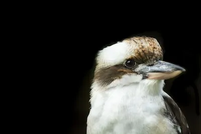 Kookaburra Dreams: Symbolism of Positivity, Resilience, and Living Fully