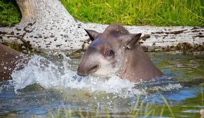 Unlocking the Symbolism and Interpretations of Tapir Dreams