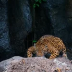 leopard lying on gray rock
