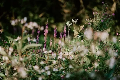 Garden Dreams Unveiled: Spiritual Growth, Self-Care, and Inner Harmony