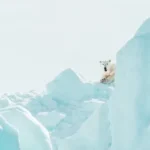 white polar bear on ice