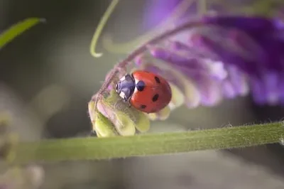 Deciphering Ladybug Dreams: Subconscious and Emotional Interpretations