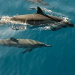 time lapse photography of two dolphins swimming in the sea