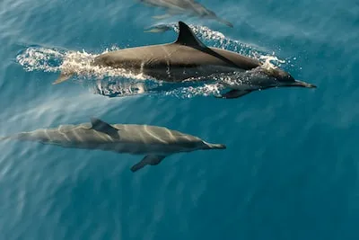 Positive Symbolism Behind Dolphin Swim Dreams: Intelligence, Freedom, and More