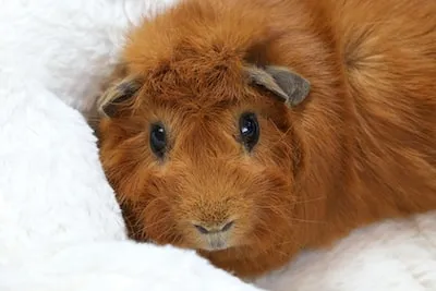 Meaning of Guinea Pig Dreams: Growth, Emotional States & More