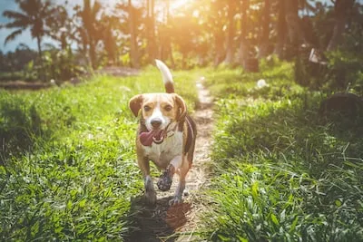 Meaning of Beagle Dreams: Loyalty, Spirituality, and New Beginnings