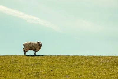 Meaning Behind Sheep Dreams: Uncover Personal Growth and Transformation