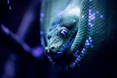 Interpreting the Spiritual Meaning of a Blue Snake Dream