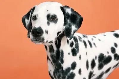 Meaning of Dalmatian Dreams: Loyalty, Anger, Loneliness, and More