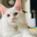 white cat with brown eyes