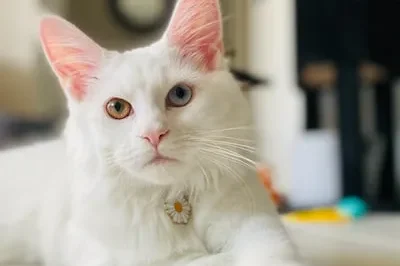 Understanding White Cat Dreams: Symbols of Purity, Growth, & Independence