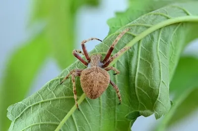 Demystifying Spider Dreams: Fear, Transformation, and Personal Growth