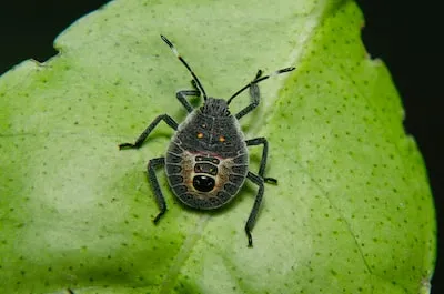 Meaning Behind Bug-infested Hair Dreams: Anxious or Overwhelmed?