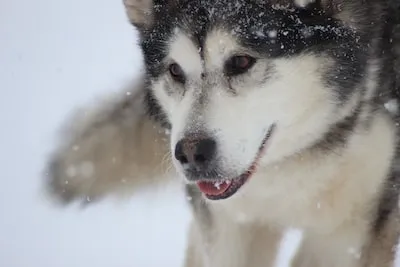 Decoding Alaskan Malamute Dreams: Subconscious Desires & More