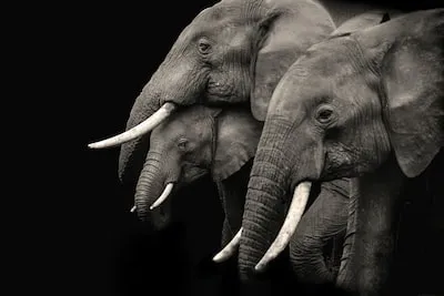 Meaning of Feeding Elephants in Dreams: Strength, Compassion, and Growth