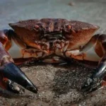 brown crab on gray sand during daytime