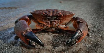 Interpreting Crab Dream Symbols: Anger, Love, Wisdom and More