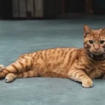 orange tabby cat lying on blue floor