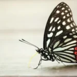 black and white papilio butterfly