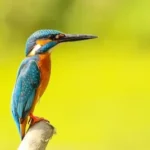 blue and yellow bird standing on brown trunk close up photography