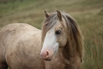 Unlocking the Joyful Meaning of Welsh Ponies in Dreams