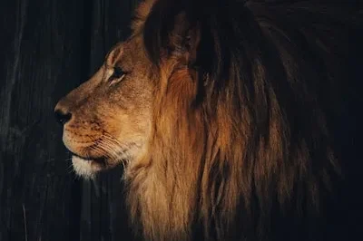 Meaning of Lion Dreams: Power, Courage, and Emotional Insight