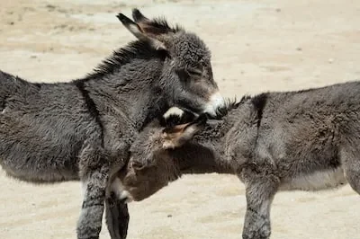 Meaning of Donkey Dreams: Prosperity, Perseverance and Growth