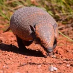 a brown and black armadile walking across a dirt field