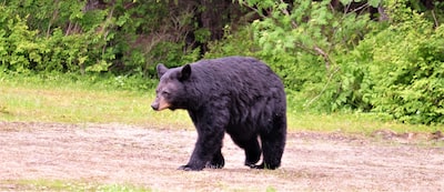 What Does It Mean When I Dream about a Black Bear?