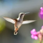 hummingbird in mid air
