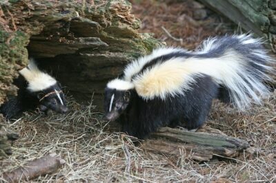 Skunk Dream Meaning: Boundary, Self-Awareness, and More